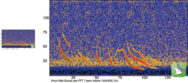 Hochaufgelöste Sonagramm-Grafik